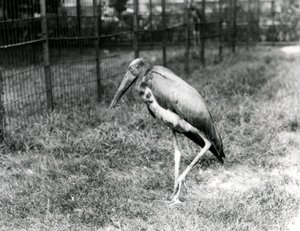 Un adjutant de Java, debout au Zoo de Londres, septembre 1923